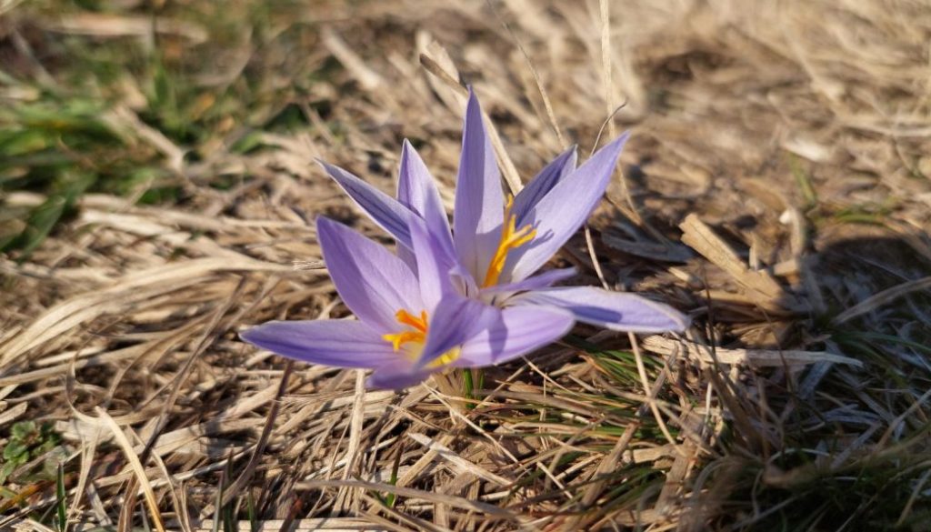 Šafran